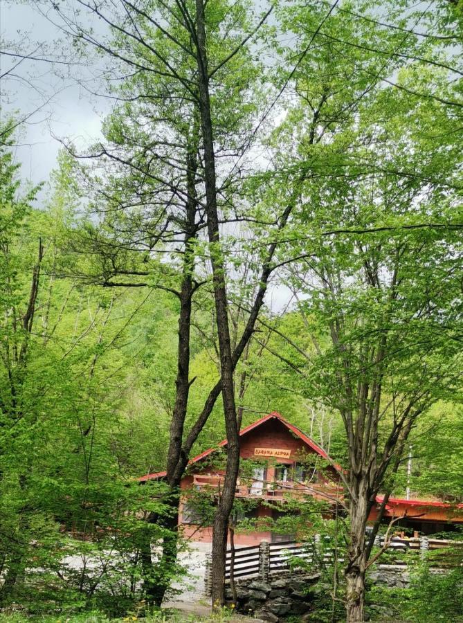 Cabana Alpha Baia Mare Exteriér fotografie